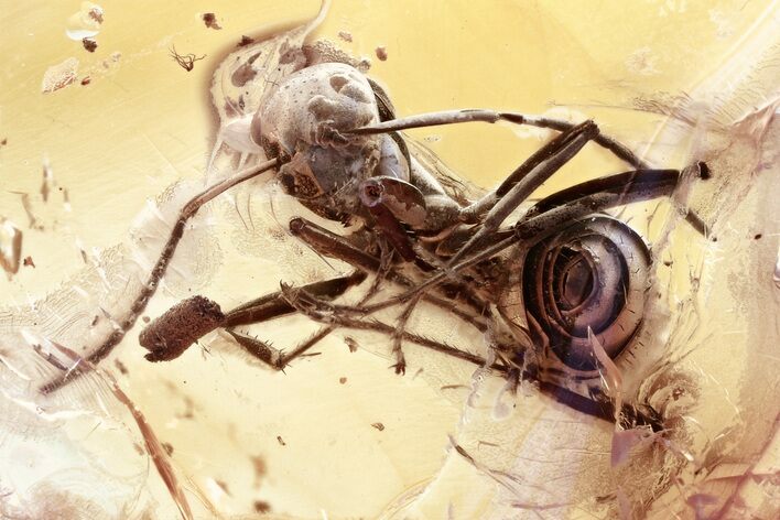 Detailed Fossil Ant (Dolichoderinae) In Baltic Amber #330667